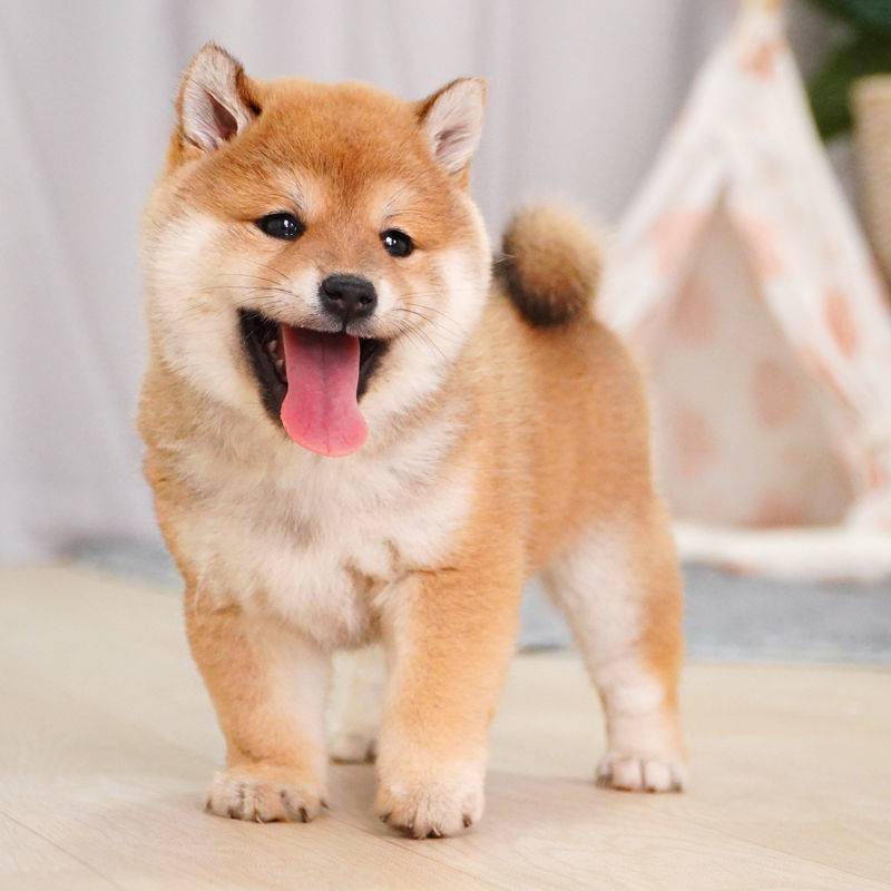 纯种日本柴犬宠物狗活体小狗狗崽子活物真狗家养秋田小型犬