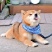 纯种日本柴犬宠物狗活体小狗狗崽子活物真狗家养秋田小型犬