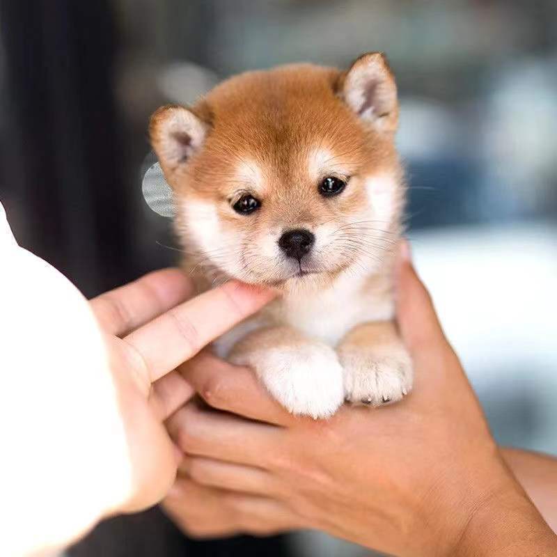 纯种日本柴犬宠物狗活体小狗狗崽子活物真狗家养秋田小型犬