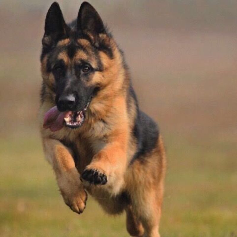 德牧幼犬德国牧羊犬黑背狼狗锤系弓背护卫犬警犬大型犬