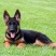 德牧幼犬德国牧羊犬黑背狼狗锤系弓背护卫犬警犬大型犬