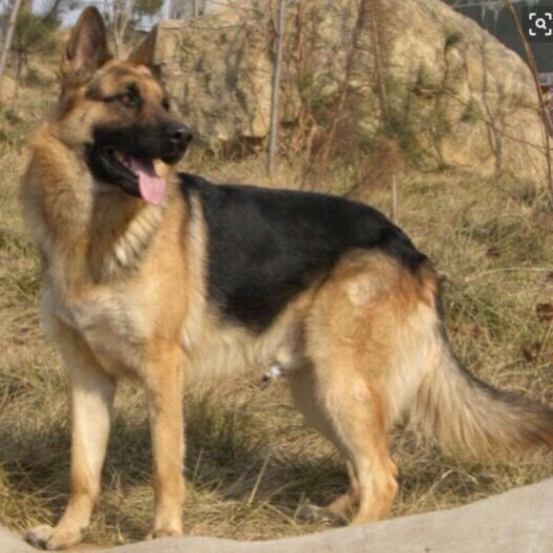 德牧幼犬德国牧羊犬黑背狼狗锤系弓背护卫犬警犬大型犬