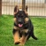 德牧幼犬德国牧羊犬黑背狼狗锤系弓背护卫犬警犬大型犬