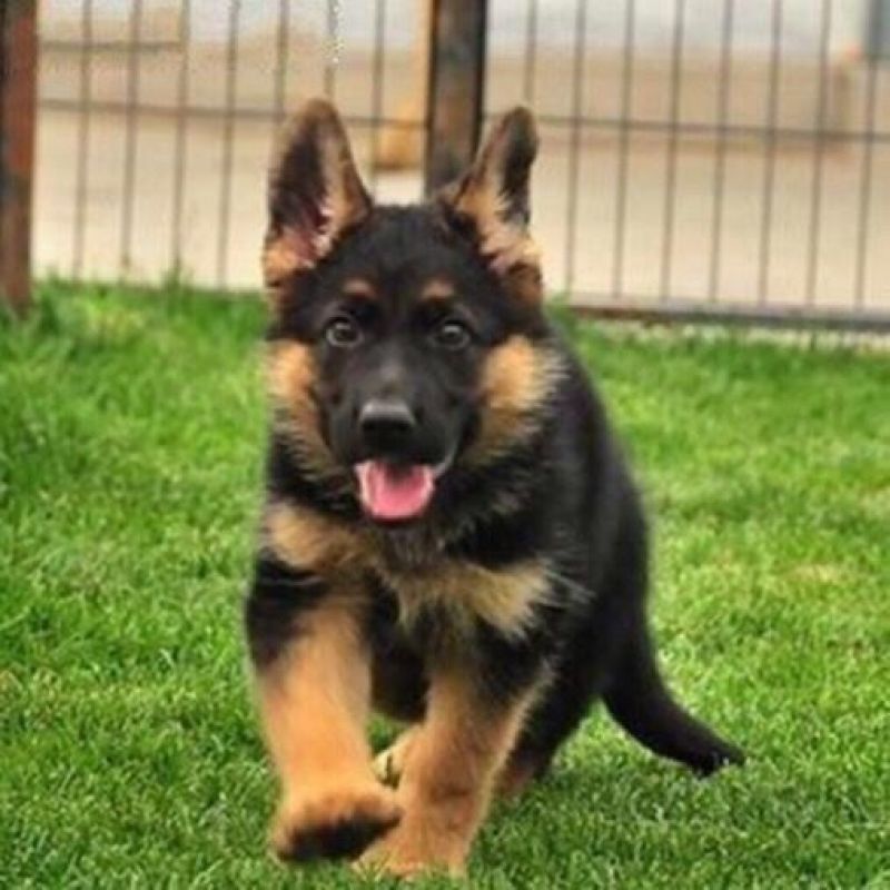 德牧幼犬德国牧羊犬黑背狼狗锤系弓背护卫犬警犬大型犬