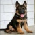 德牧幼犬德国牧羊犬黑背狼狗锤系弓背护卫犬警犬大型犬