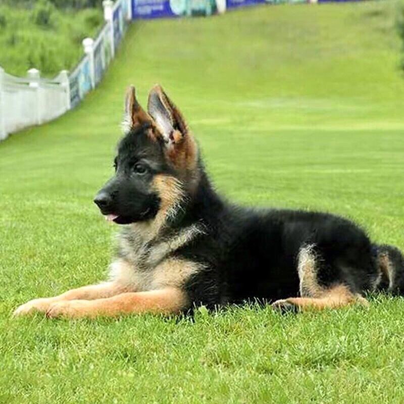 德牧幼犬德国牧羊犬黑背狼狗锤系弓背护卫犬警犬大型犬