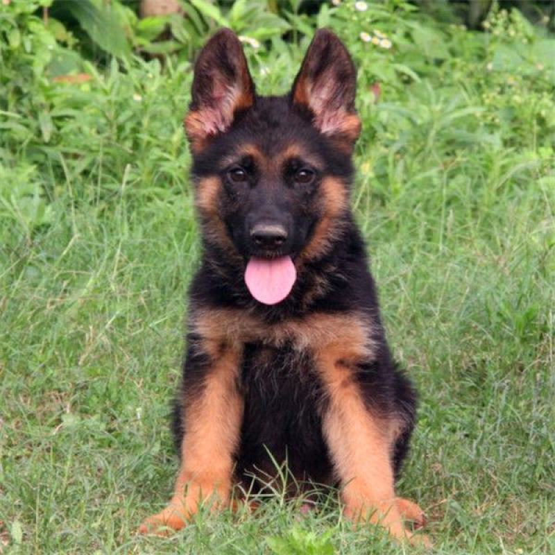 德牧幼犬德国牧羊犬黑背狼狗锤系弓背护卫犬警犬大型犬