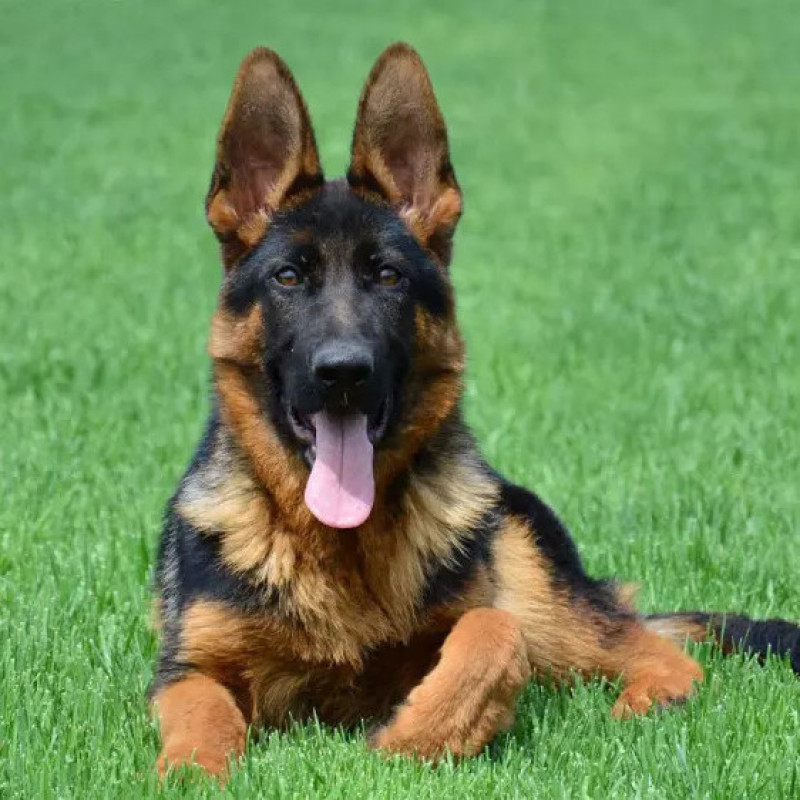 德牧幼犬德国牧羊犬黑背狼狗锤系弓背护卫犬警犬大型犬
