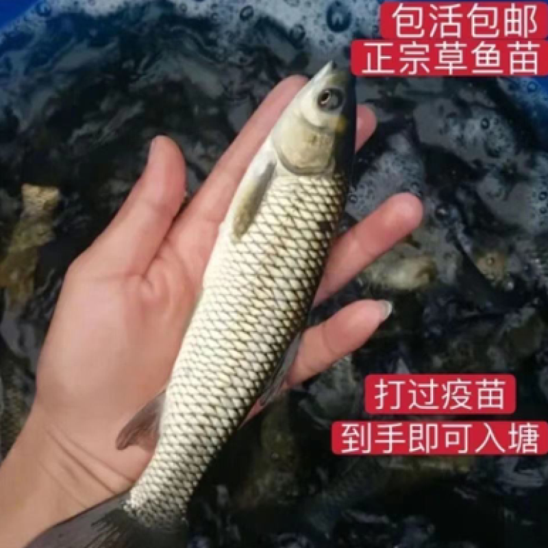 精品草鱼生长速度快，抗病能力强，基地直供发货全国