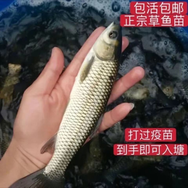 精品草鱼生长速度快，抗病能力强，基地直供发货全国