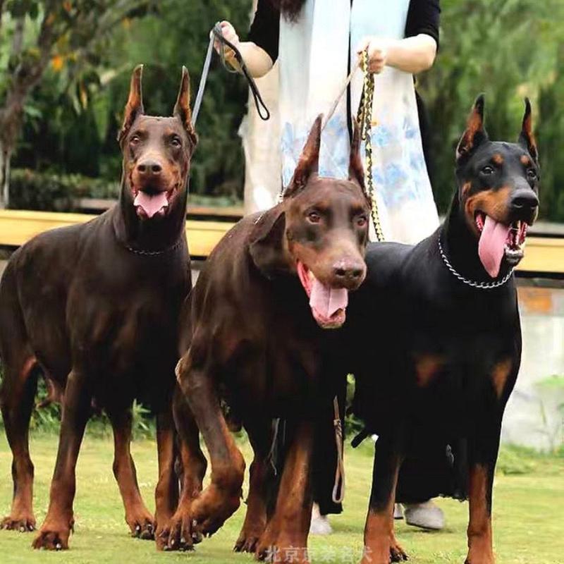 杜宾幼犬纯种活体宠物狗杜宾犬德系赛级双血统杜宾护卫犬小狗
