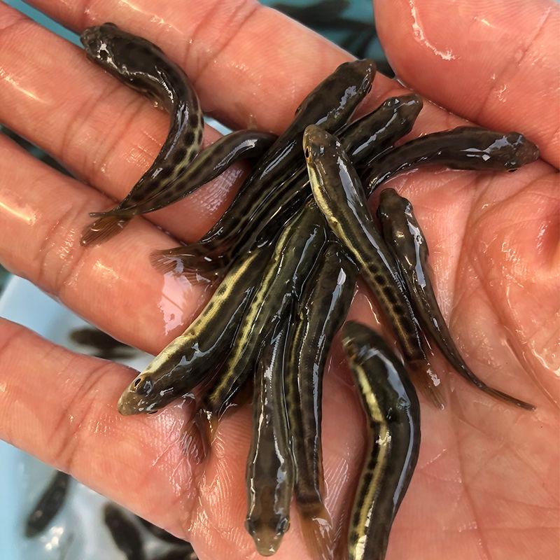 精品黑鱼生长速度快，抗病能力强，基地直供发货全国