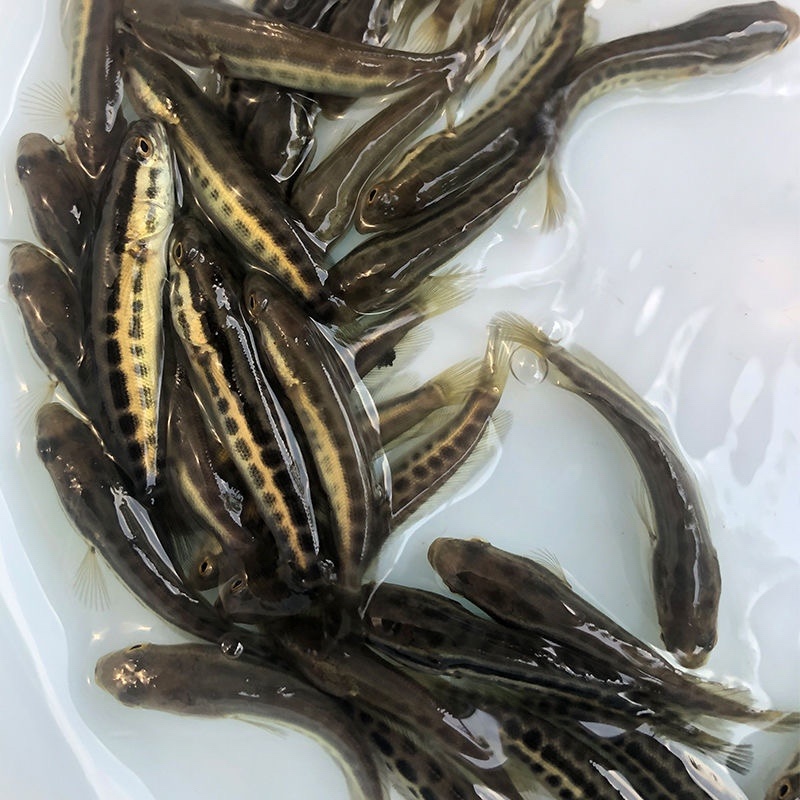 精品黑鱼生长速度快，抗病能力强，基地直供发货全国