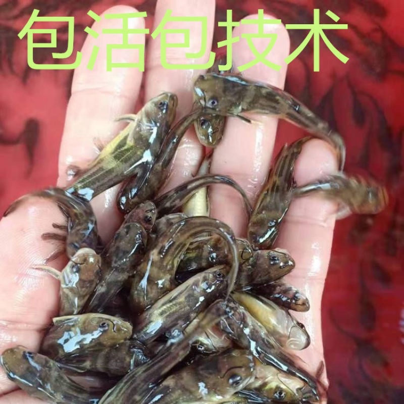黄骨鱼苗一手货源全国发货保障成活率提供技术指导