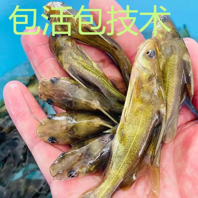 黄骨鱼苗一手货源全国发货保障成活率提供技术指导