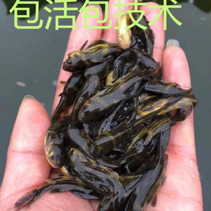 黄骨鱼苗一手货源全国发货保障成活率提供技术指导