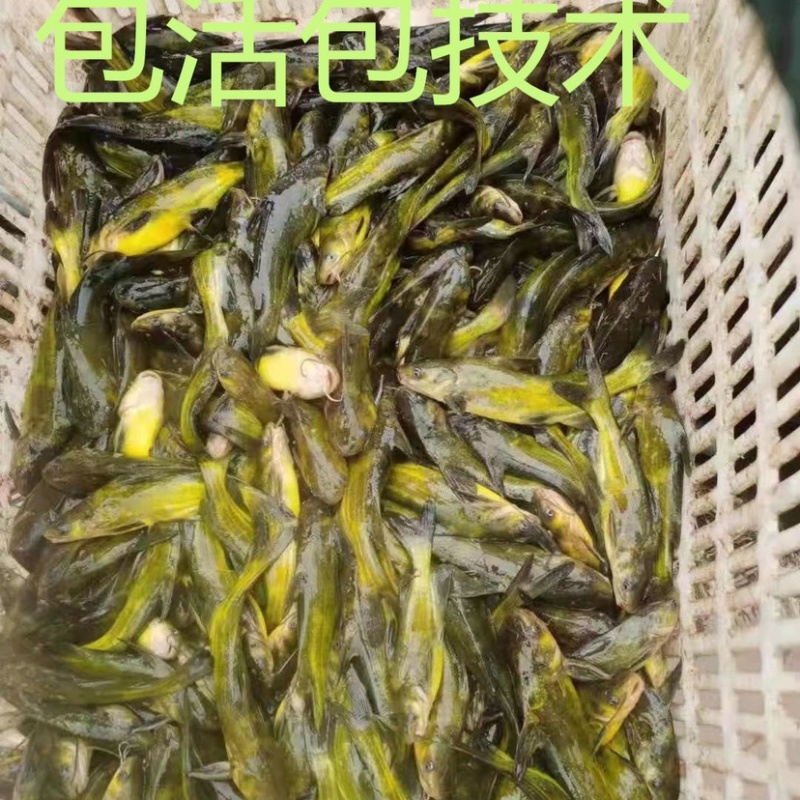 黄骨鱼苗一手货源全国发货保障成活率提供技术指导