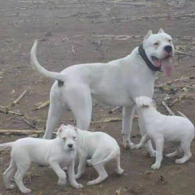 杜高犬幼犬纯种活体巨型阿根廷狩猎猛犬杜高犬幼犬大型护卫杜