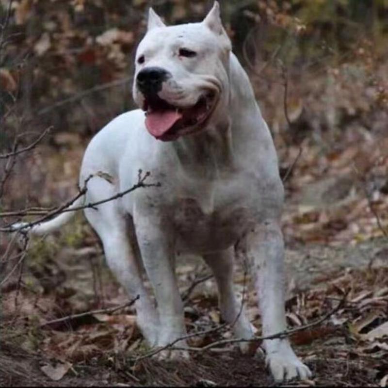 杜高犬幼犬纯种活体巨型阿根廷狩猎猛犬杜高犬幼犬大型护卫杜