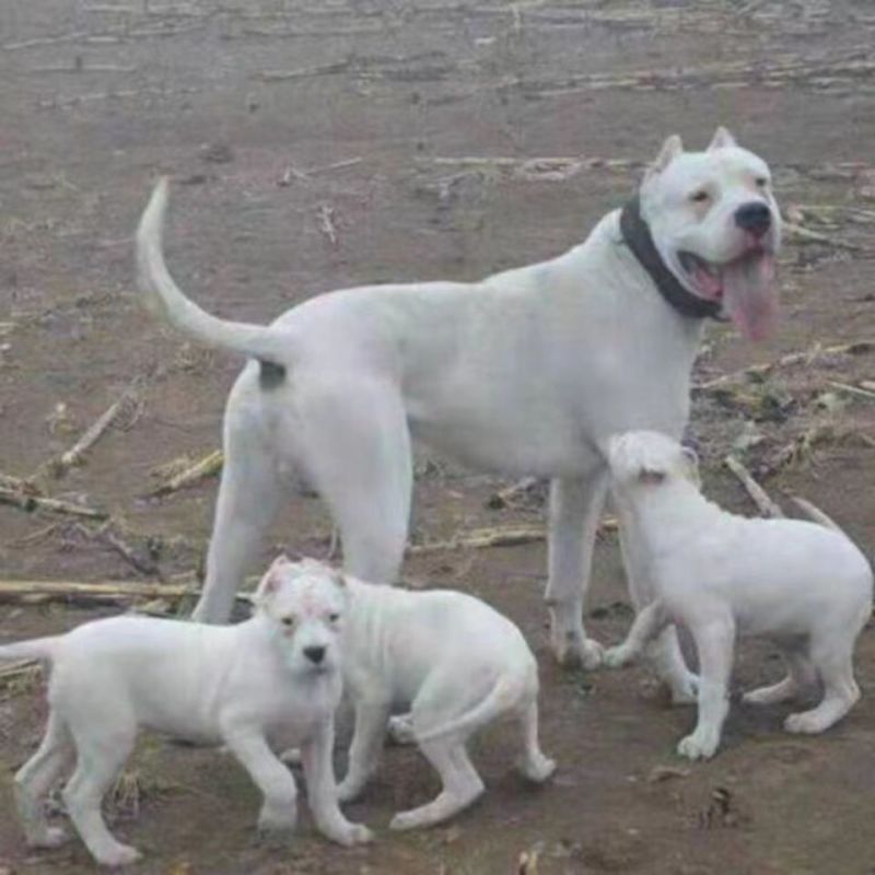 杜高犬幼犬纯种活体巨型阿根廷狩猎猛犬杜高犬幼犬大型护卫杜