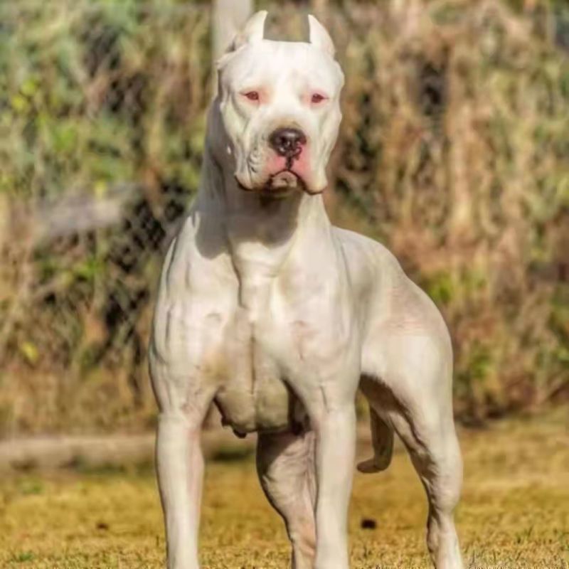 杜高犬幼犬纯种活体巨型阿根廷狩猎猛犬杜高犬幼犬大型护卫杜