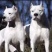 杜高犬幼犬纯种活体巨型阿根廷狩猎猛犬杜高犬幼犬大型护卫杜