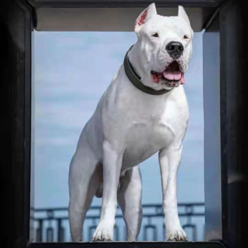 杜高犬幼犬纯种活体巨型阿根廷狩猎猛犬杜高犬幼犬大型护卫杜