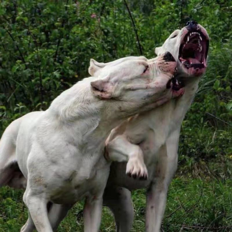 杜高犬幼犬纯种活体巨型阿根廷狩猎猛犬杜高犬幼犬大型护卫杜