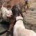 杜高犬幼犬纯种活体巨型阿根廷狩猎猛犬杜高犬幼犬大型护卫杜
