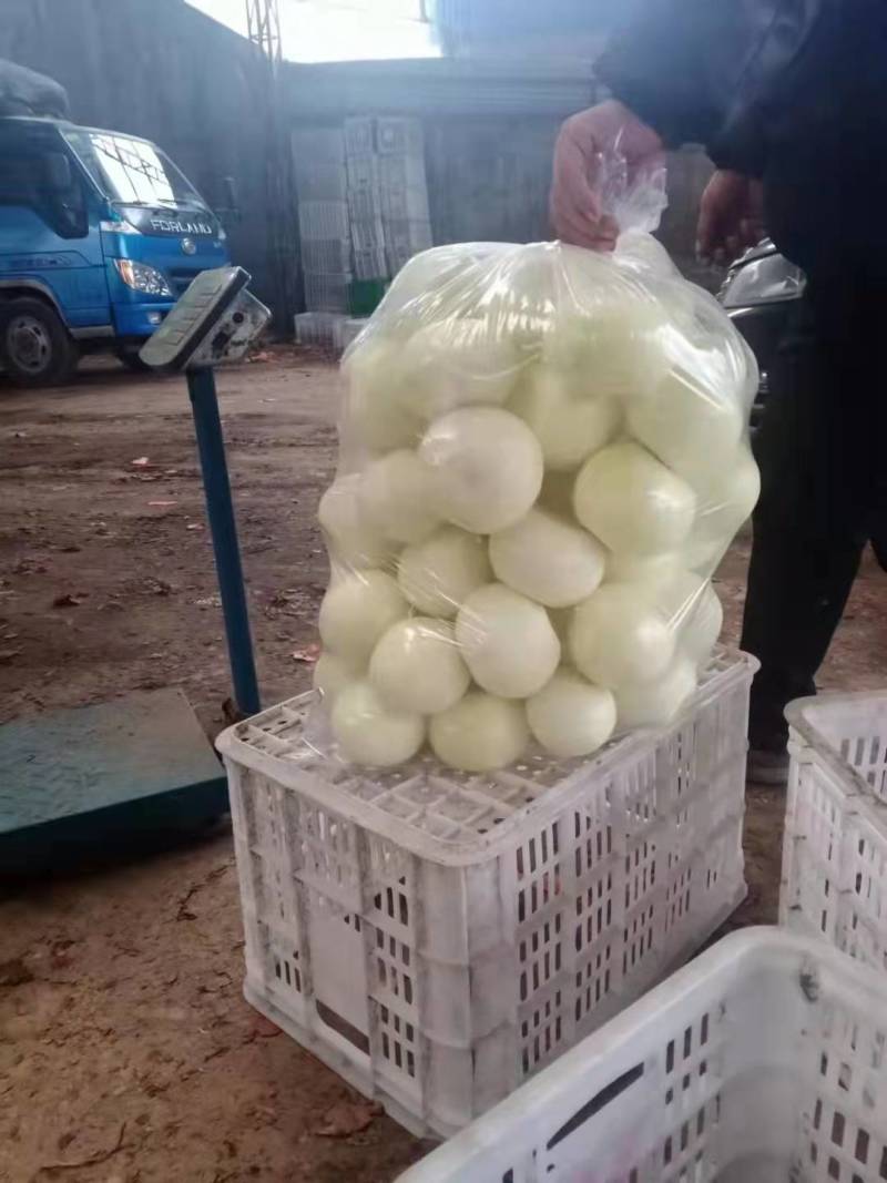 收过香港运输蔬菜