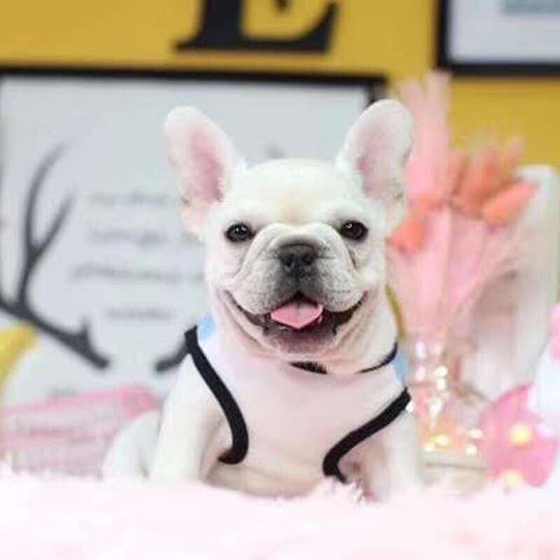 纯种法斗幼犬法斗斗牛犬短体法牛蓝牛蓝色法斗奶油法斗黑色法