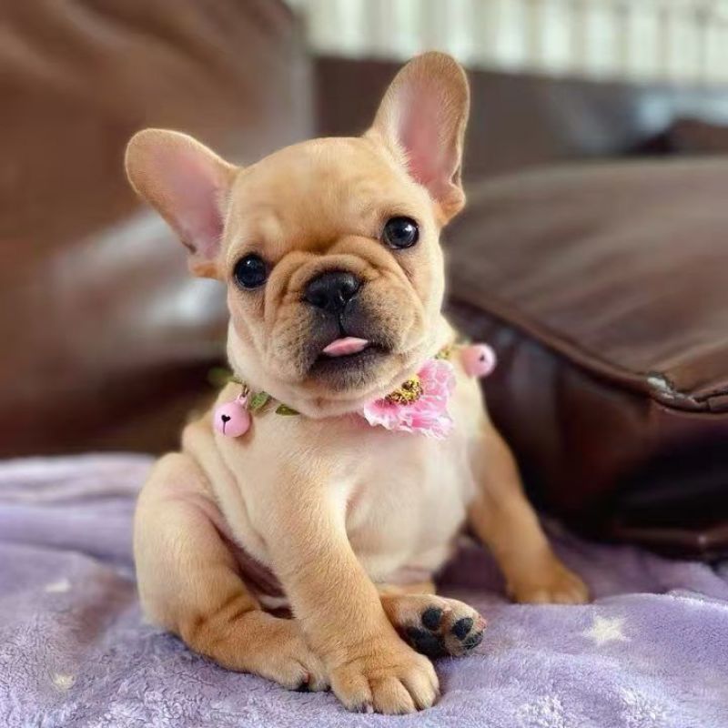 纯种法斗幼犬法斗斗牛犬短体法牛蓝牛蓝色法斗奶油法斗黑色法