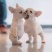 纯种法斗幼犬法斗斗牛犬短体法牛蓝牛蓝色法斗奶油法斗黑色法