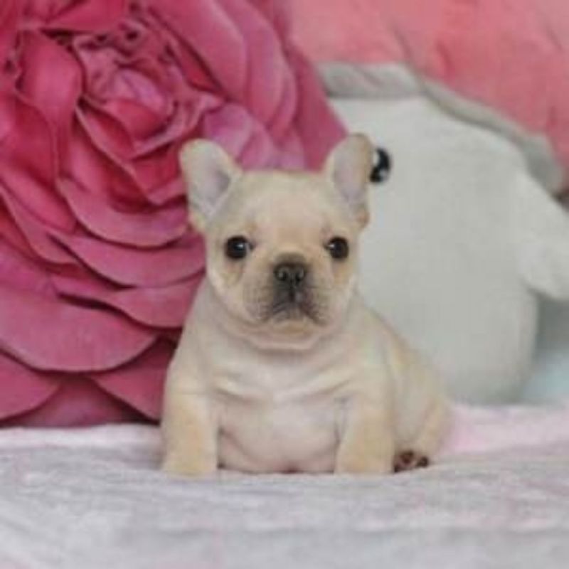 纯种法斗幼犬法斗斗牛犬短体法牛蓝牛蓝色法斗奶油法斗黑色法