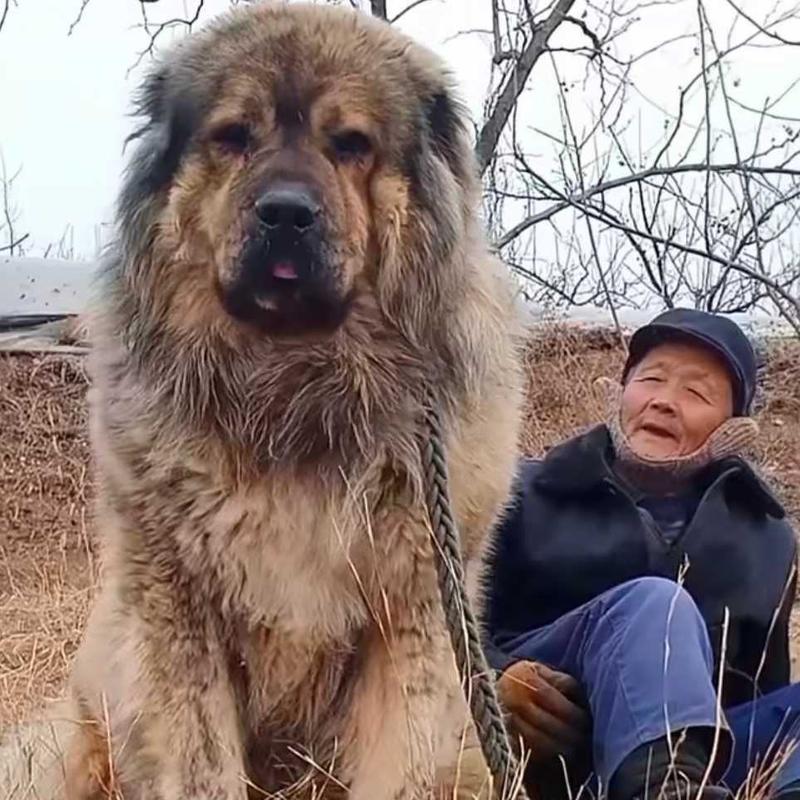 高加索犬幼犬活体高加索犬活体巨型熊版看家护卫犬高加索犬