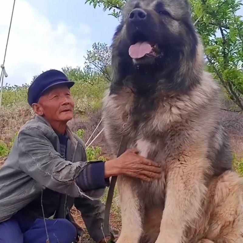 高加索犬幼犬活体高加索犬活体巨型熊版看家护卫犬高加索犬