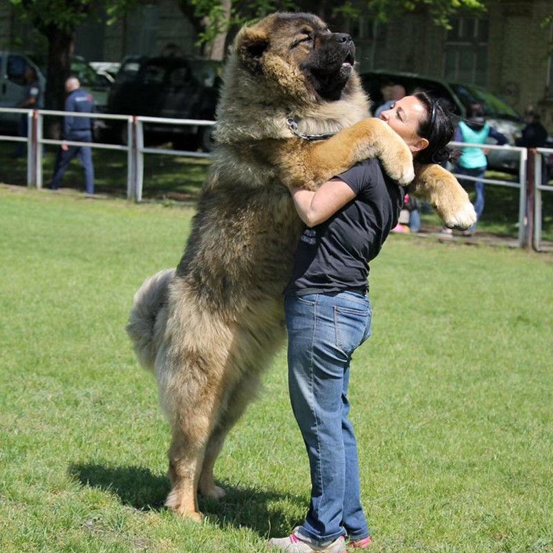 高加索犬幼犬活体高加索犬活体巨型熊版看家护卫犬高加索犬