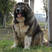 高加索犬幼犬活体高加索犬活体巨型熊版看家护卫犬高加索犬