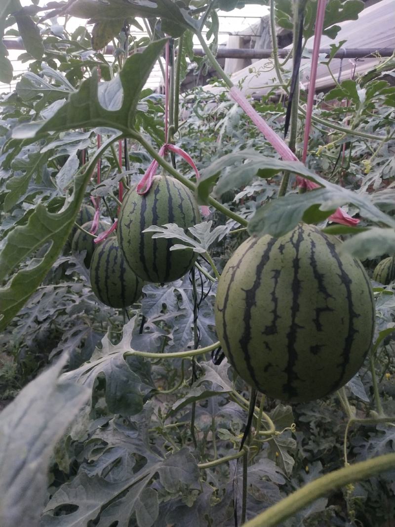 早春红玉2k西瓜冰糖子西瓜牛奶小吊瓜一手货源产地直发