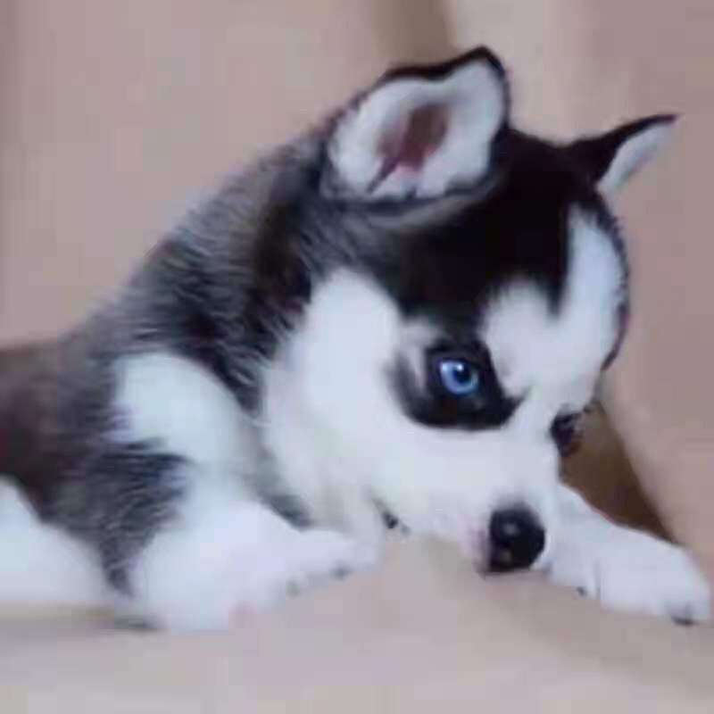 纯种哈士奇活体幼犬三把火蓝眼睛哈士奇雪橇犬中大型家养宠物