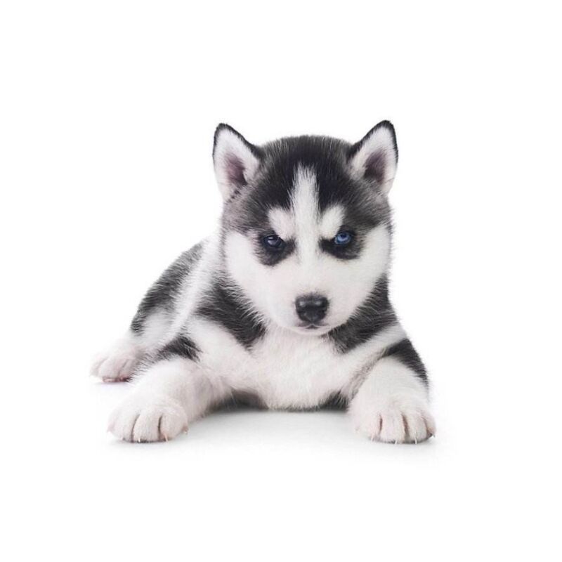 纯种哈士奇活体幼犬三把火蓝眼睛哈士奇雪橇犬中大型家养宠物