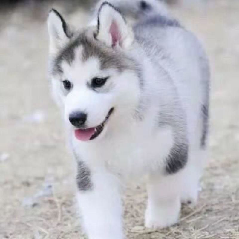 纯种哈士奇活体幼犬三把火蓝眼睛哈士奇雪橇犬中大型家养宠物