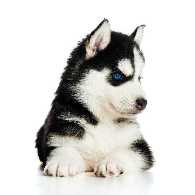 纯种哈士奇活体幼犬三把火蓝眼睛哈士奇雪橇犬中大型家养宠物
