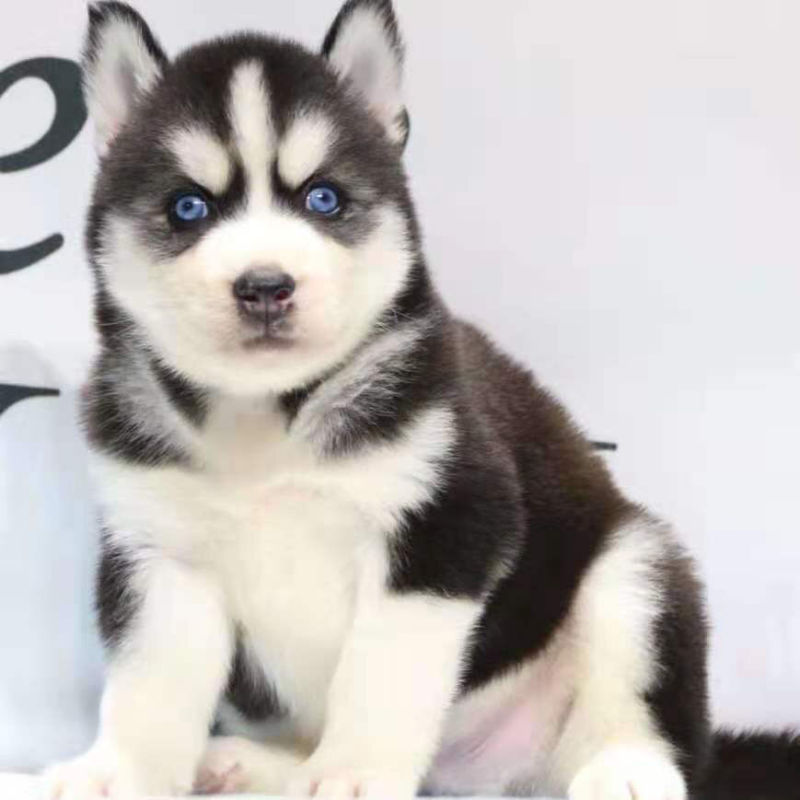 纯种哈士奇活体幼犬三把火蓝眼睛哈士奇雪橇犬中大型家养宠物