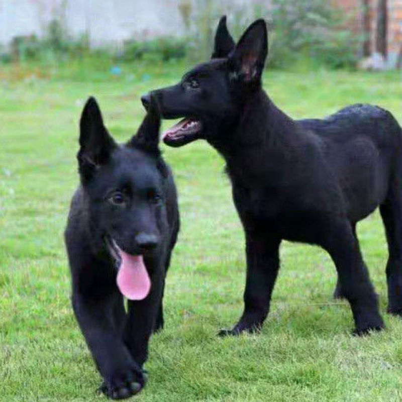 中华纯种黑狼犬活体幼犬宠物狗狗超大高大威武身体强壮看家护