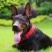 莱州红犬幼犬纯种苏联红犬活体猎犬大骨架中国红犬大型看家狗