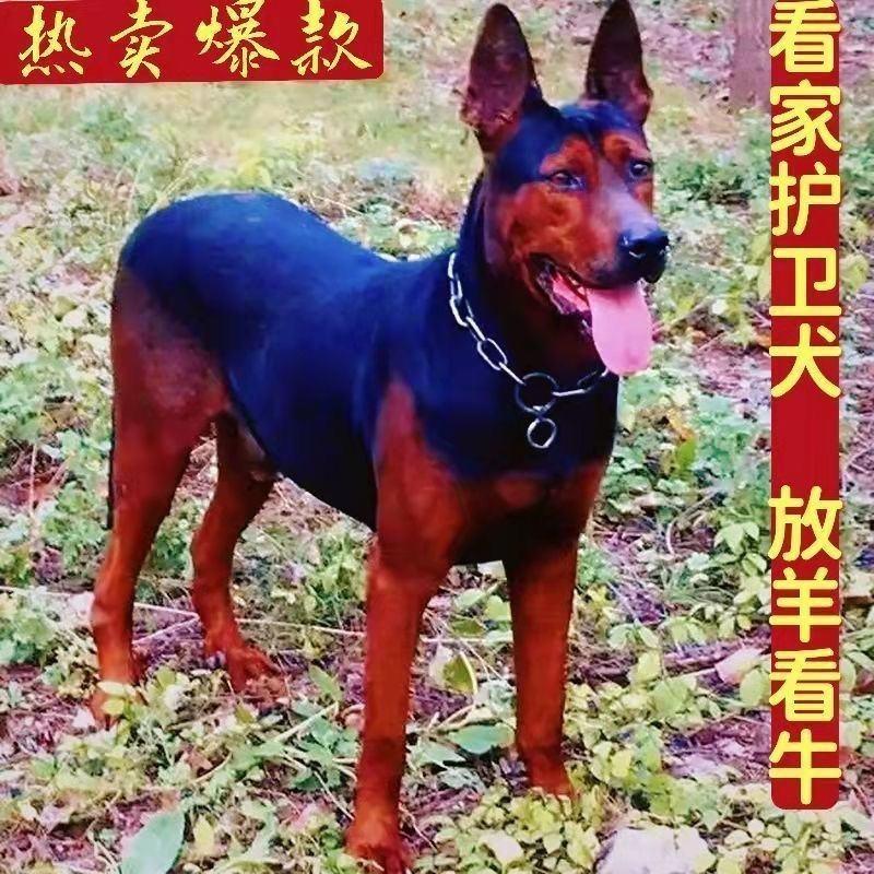 莱州红犬幼犬纯种苏联红犬活体猎犬大骨架中国红犬大型看家狗