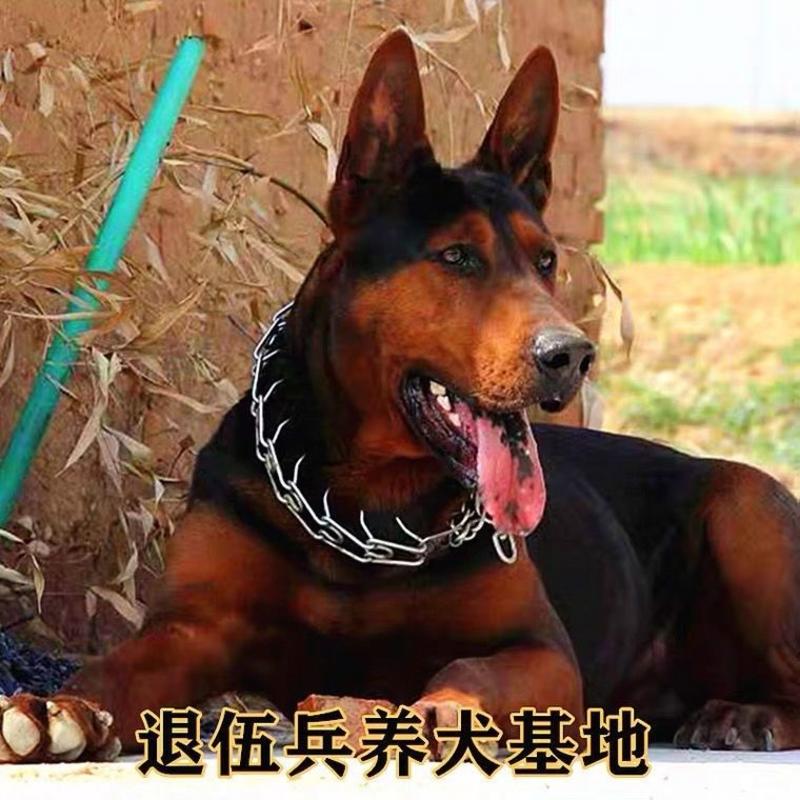 莱州红犬幼犬纯种苏联红犬活体猎犬大骨架中国红犬大型看家狗