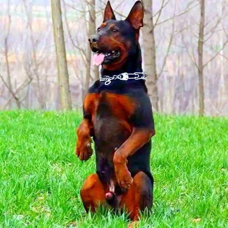 莱州红犬幼犬纯种苏联红犬活体猎犬大骨架中国红犬大型看家狗