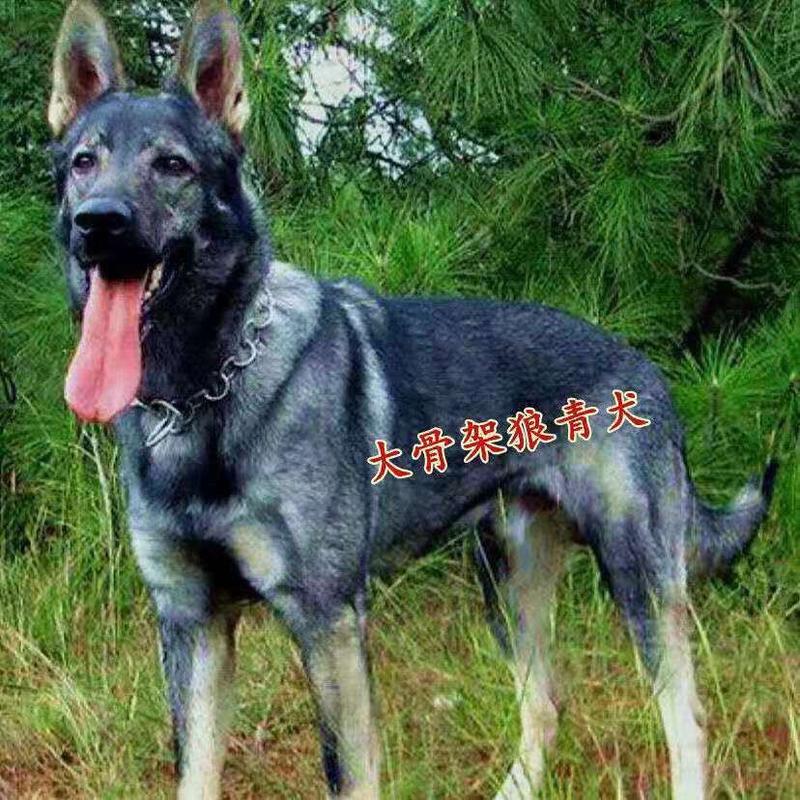 狼青犬幼犬纯种大型巨型中华青狼大狼狗活体狗崽幼崽军犬